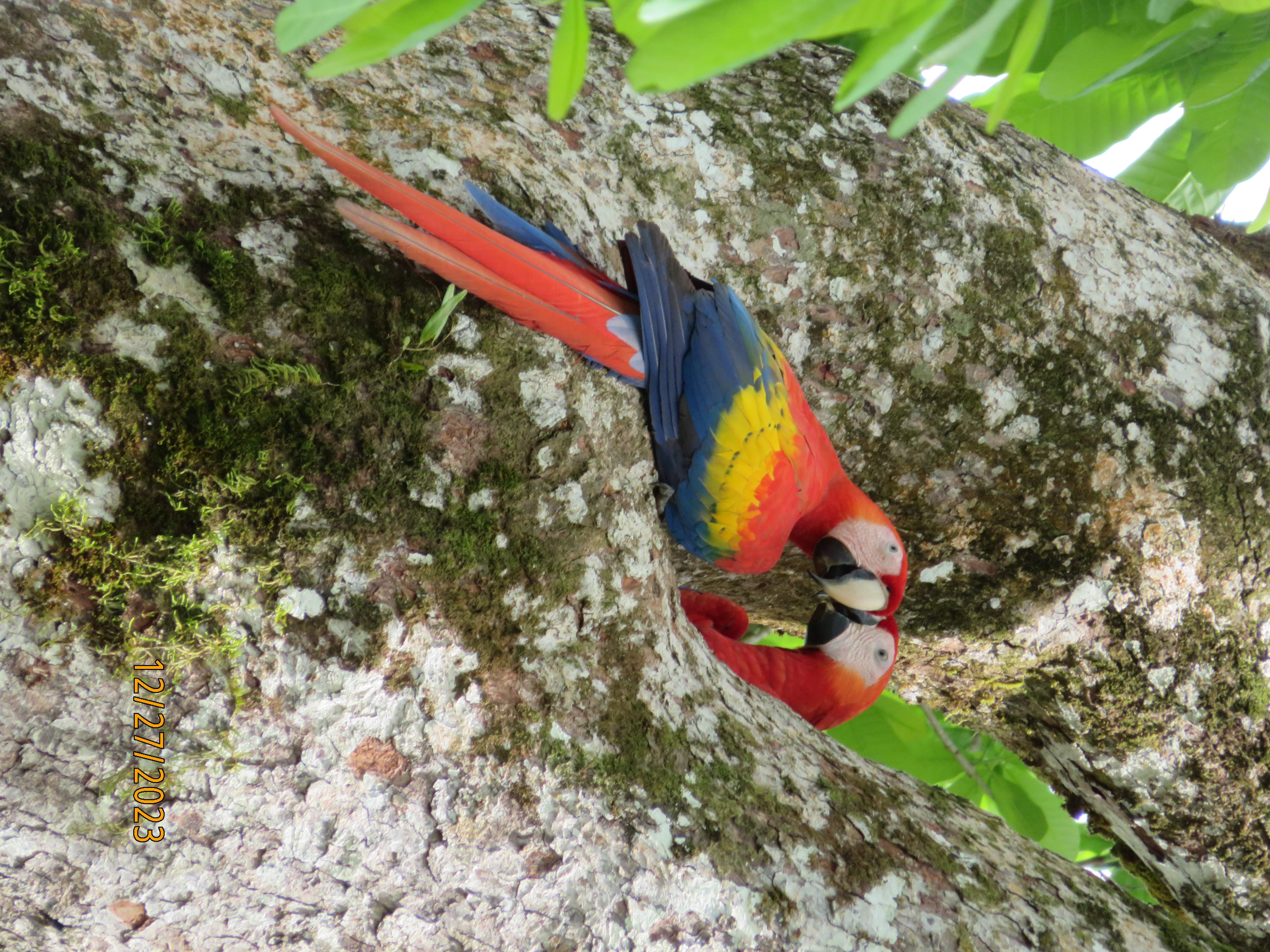 Scarlet macaws, Costa Rica