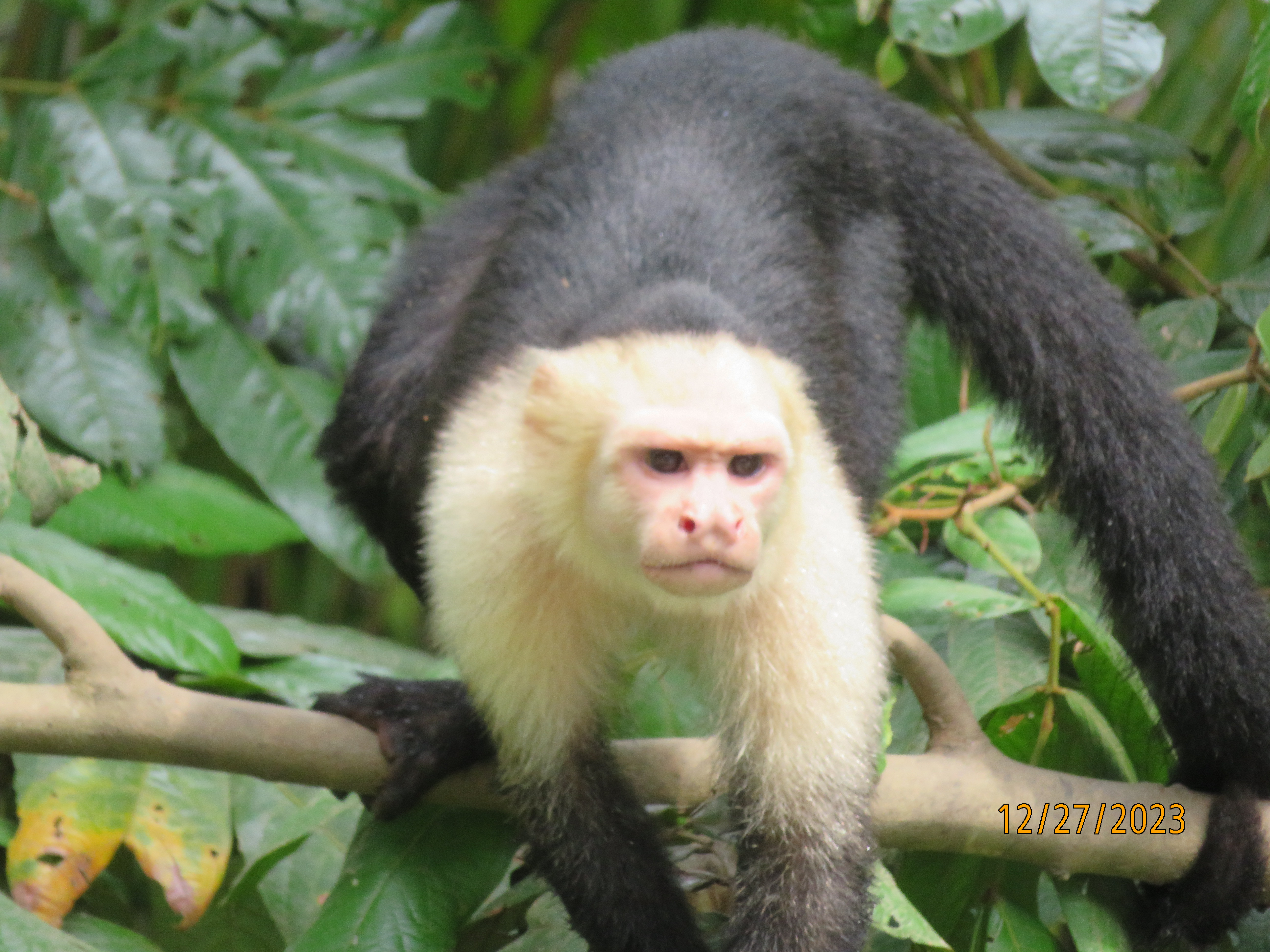 White-faced capuchin in Costa Rica