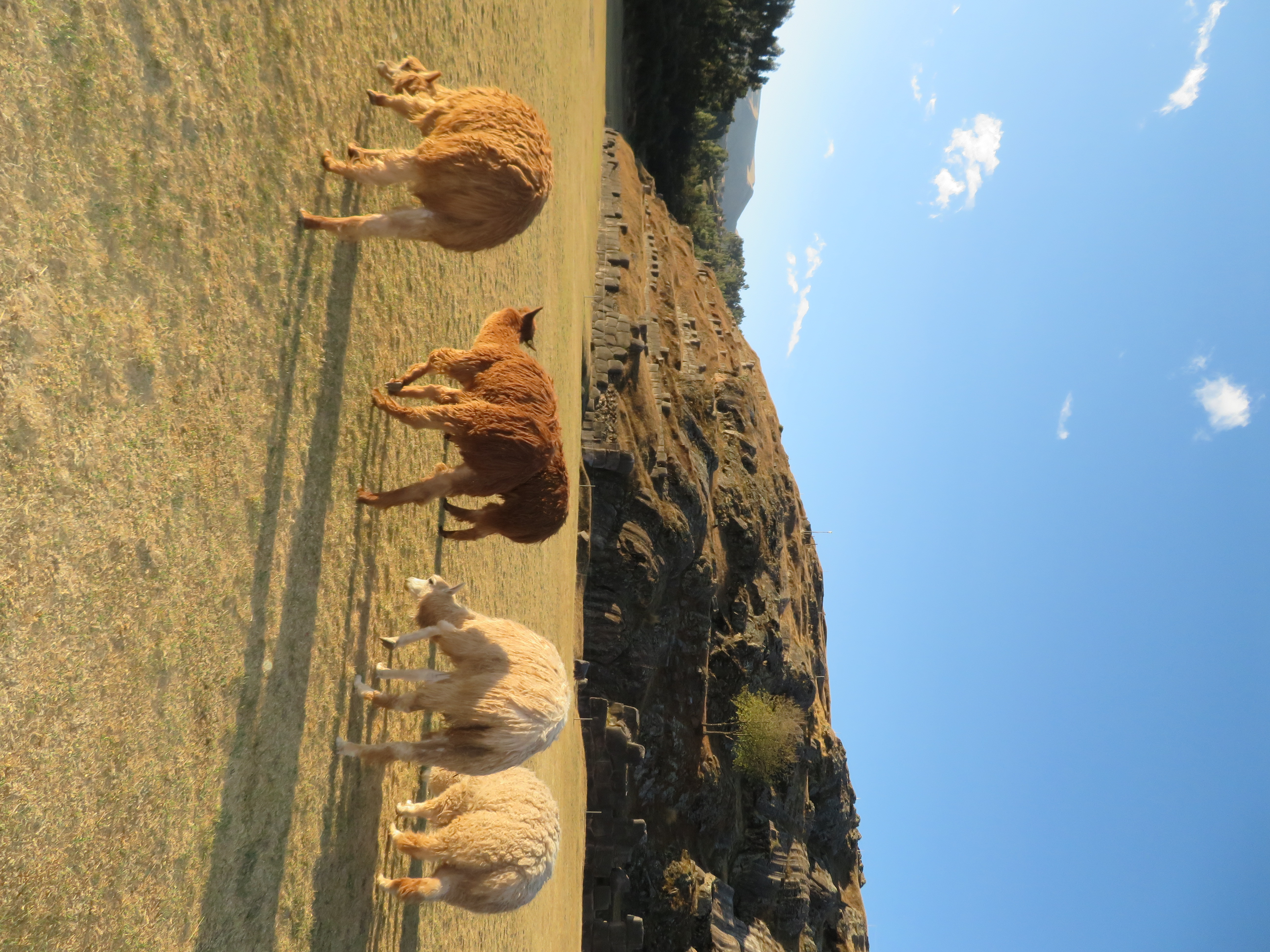 Alpacas near terraces in Peru