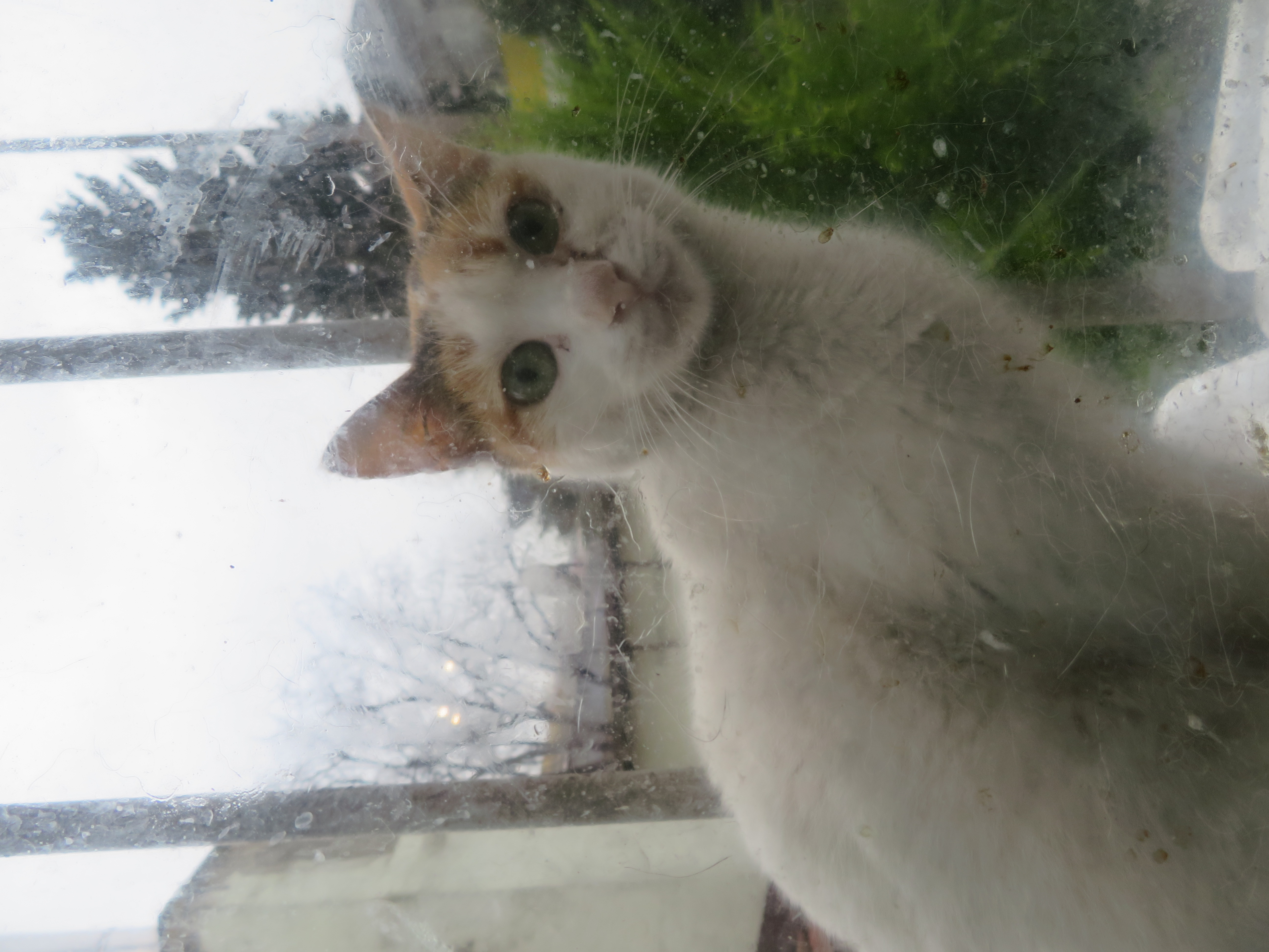 Cat in a window in Türkiye